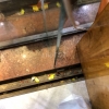 Mặt bằng kinh doanh đường Phạm Như Xương, gần chợ Hòa Khánh giá 30tr/tháng, diện tích 400m²